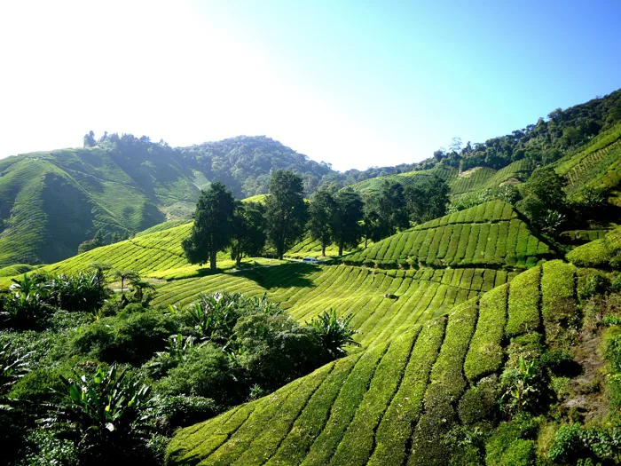 hình ảnh : phong cảnh, thiên nhiên, cánh đồng, trà, đồi núi, hoa, Thung  lũng, dãy núi, màu xanh lá, rừng nhiệt đới, Nông nghiệp, Cao nguyên, Cây  xanh, Đồi, sân thượng,