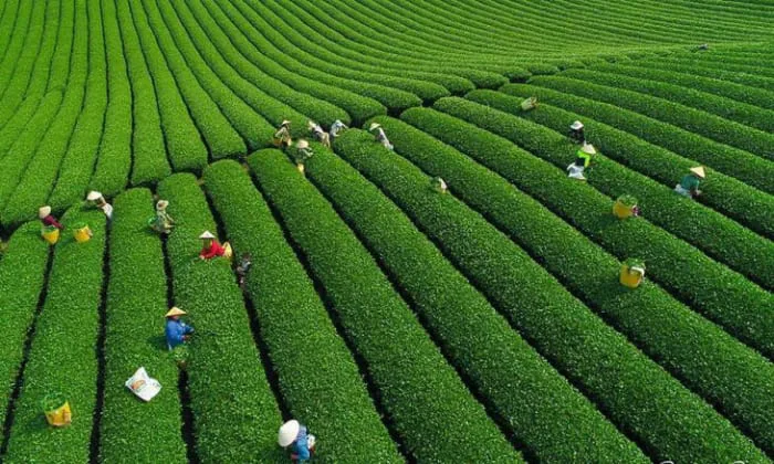 Những đồi chè xanh đẹp nhất Việt Nam & Thế Giới