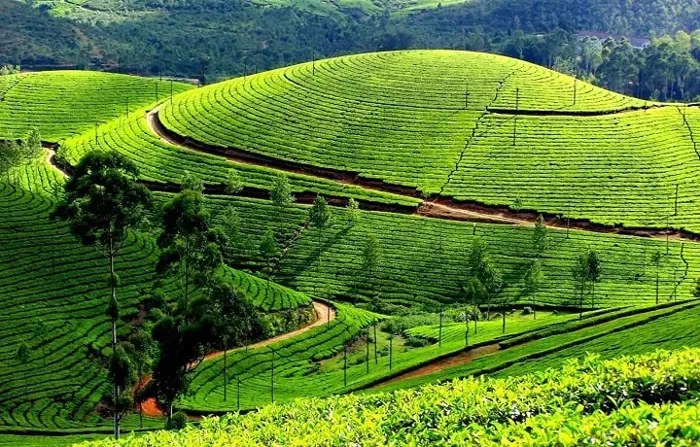 Khám phá 10 đồi trà đẹp như tranh ở Việt Nam