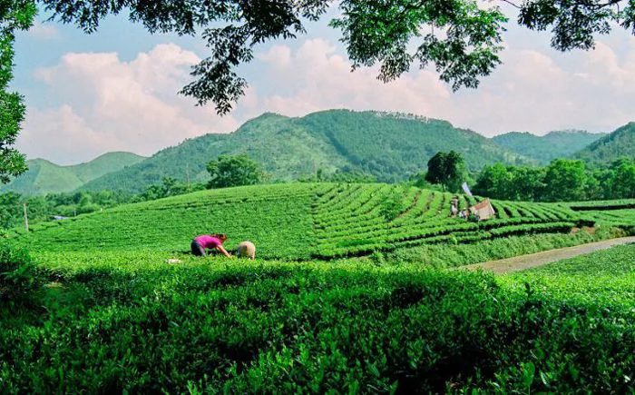 Những đồi chè xanh đẹp nhất Việt Nam & Thế Giới