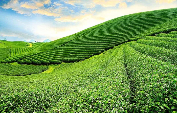 Khám phá 10 đồi trà đẹp như tranh ở Việt Nam