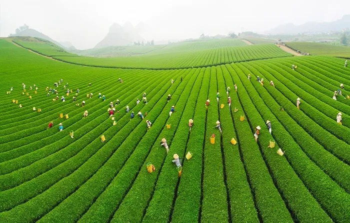 Khám phá 10 đồi trà đẹp như tranh ở Việt Nam