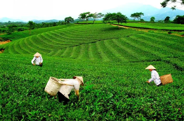 Đắm say” trước những đồi chè đẹp như tranh dọc miền đất nước | Plantrip Cha