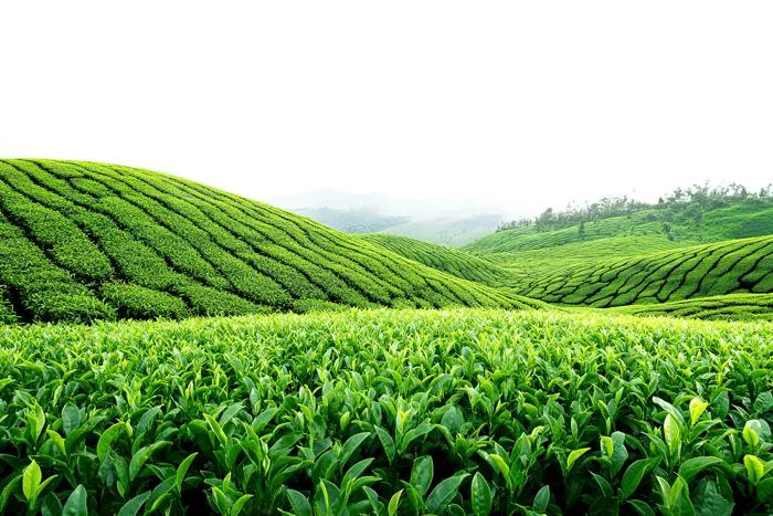 Hình nền Nền Những Cánh đồng Trà Xanh Tươi Tốt Và Những Ngọn đồi Lăn, Trà,  đồn điền, đồi Núi Background Vector để tải xuống miễn phí - Pngtree