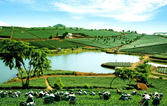 Khám phá 10 đồi trà đẹp như tranh ở Việt Nam