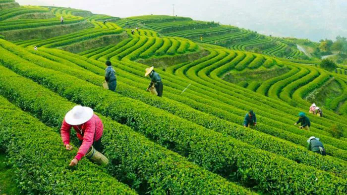 Những đồi chè xanh đẹp nhất Việt Nam & Thế Giới