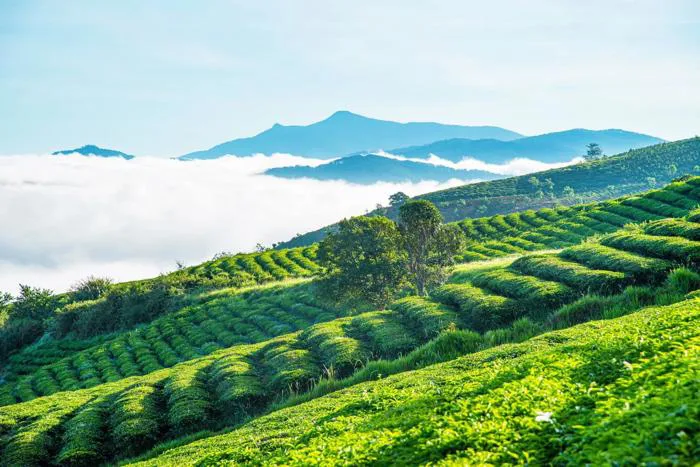 Đắm say” trước những đồi chè đẹp như tranh dọc miền đất nước | Plantrip Cha