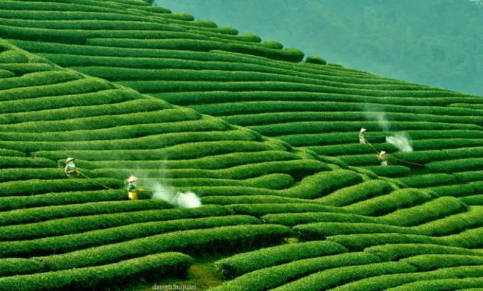 Những đồi chè xanh đẹp nhất Việt Nam & Thế Giới