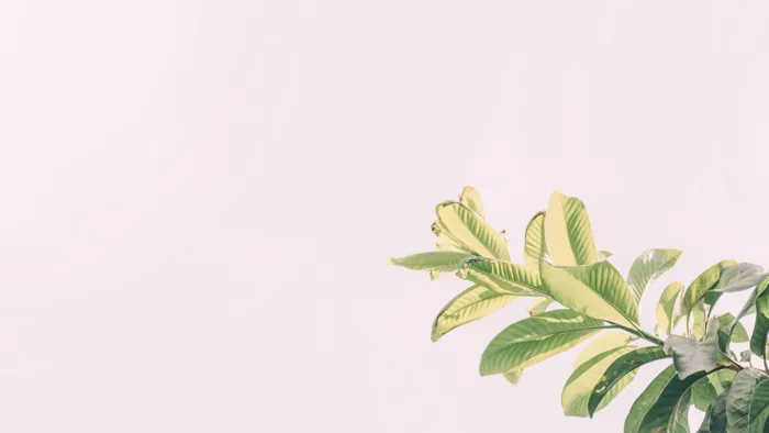 hình ảnh : dễ thương, đáng yêu, nhiếp ảnh, Chân dung, phong cảnh, sắc đẹp,  vẻ đẹp, ánh sáng, hình nền, sống sót, tự nhiên, đơn giản, Lá, thực vật, chi  nhánh,