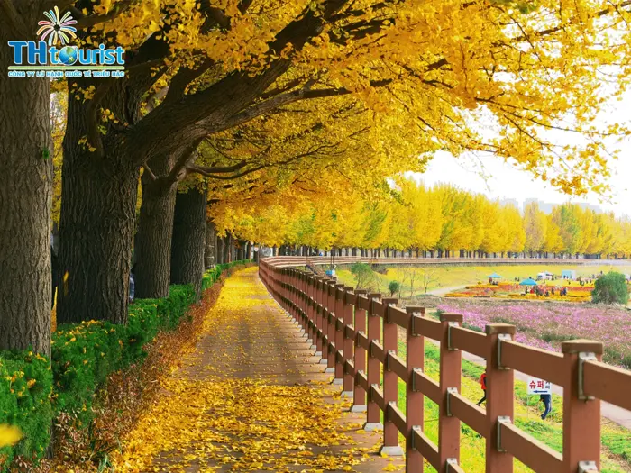 DU LỊCH HÀN QUỐC: TOP 10 CẢNH ĐẸP MÊ HỒN CỦA MÙA THU HÀN QUỐC - Công ty Du  Lịch Triều Hảo