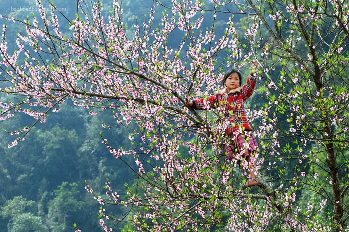 Những 'mùa hoa' ban trắng đẹp nhất Việt Nam | Tin nhanh chứng khoán