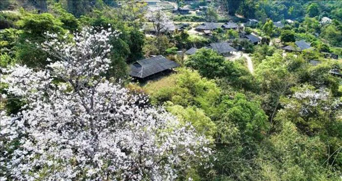 Hoa ban Điện Biên – Vẻ đẹp trắng xóa giữa núi rừng Tây Bắc | Green SM