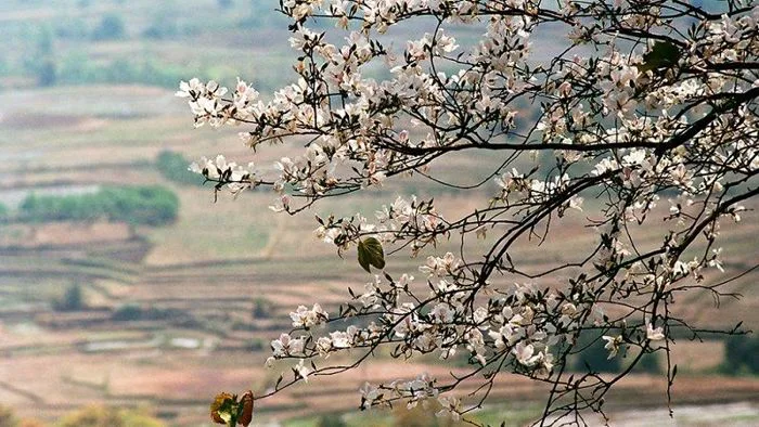 Ý nghĩa hoa ban trắng - Cách trồng và cách chăm sóc chi tiết
