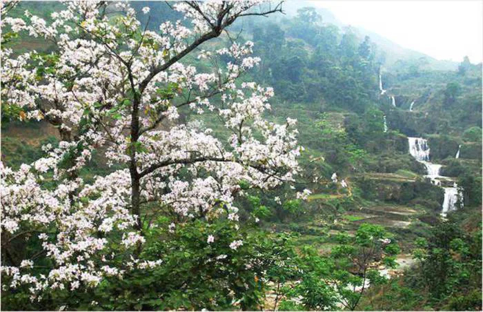 Hoa ban Điện Biên – Vẻ đẹp trắng xóa giữa núi rừng Tây Bắc | Green SM