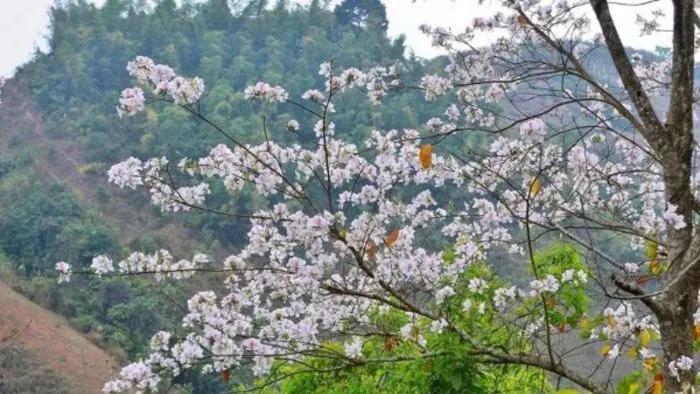 Ý nghĩa hoa ban trắng - Cách trồng và cách chăm sóc chi tiết