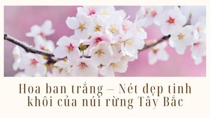 Hoa Ban Trắng - Nét Đẹp Tinh Khôi Của Núi Rừng Tây Bắc - Trạm Hoa