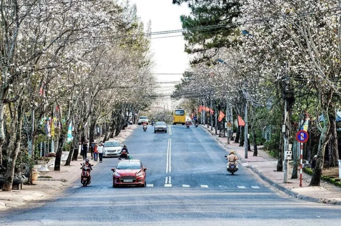 Ảnh: Hoa ban trắng nở rộ, Đà Lạt đẹp tựa bức tranh
