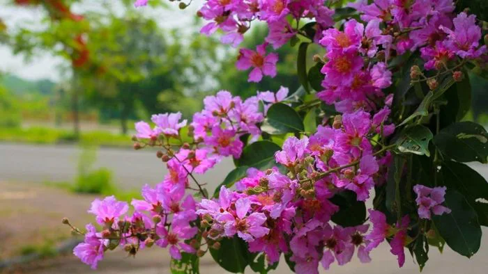 anh-phong-canh-hoa-bang-lang-1