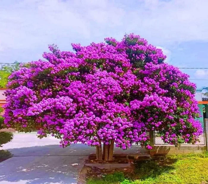 Cây Bằng lăng vị thuốc quý trong Y học cổ truyền Cây Bằng lăng vị thuốc quý trong Y học cổ truyền