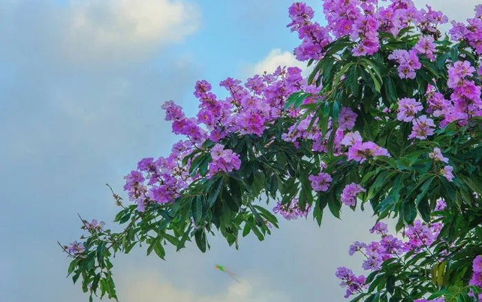 Hoa bằng lăng là hoa gì? Hoa bằng lăng nở vào mùa nào? Hoa bằng lăng là hoa gì? Hoa bằng lăng nở vào mùa nào?