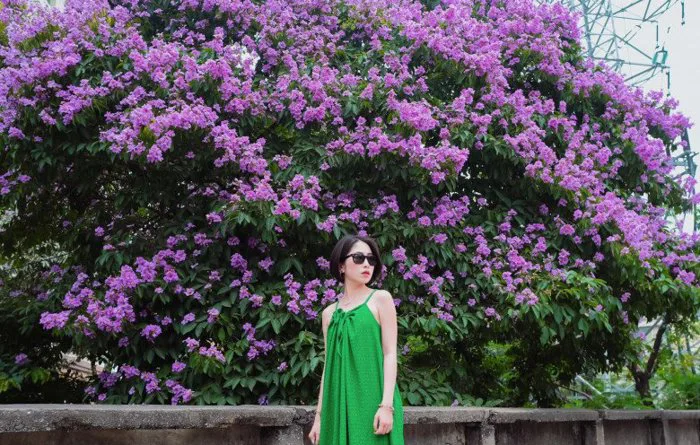 Cây bằng lăng hot nhất Hà Nội, dân tình đua nhau tới chụp ảnh check in Cây bằng lăng hot nhất Hà Nội, dân tình đua nhau tới chụp ảnh check in