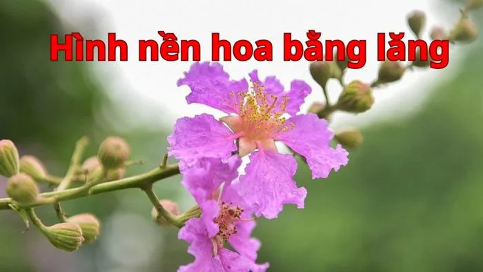 Tổng hợp 40+ hình nền hoa bằng lăng đẹp chất lượng Tổng hợp 40+ hình nền hoa bằng lăng đẹp chất lượng