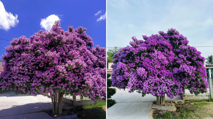 Trồng cây bằng lăng trước nhà là tốt hay xấu? Ảnh hưởng thế nào đến phong thủy? Trồng cây bằng lăng trước nhà là tốt hay xấu? Ảnh hưởng thế nào đến phong thủy?