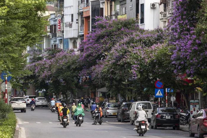 Người Hà Nội thích thú check-in với hoa bằng lăng nở rộ khắp phố Người Hà Nội thích thú check-in với hoa bằng lăng nở rộ khắp phố