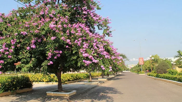 Hoa bằng lăng là hoa gì? Hoa bằng lăng nở vào mùa nào? Hoa bằng lăng là hoa gì? Hoa bằng lăng nở vào mùa nào?