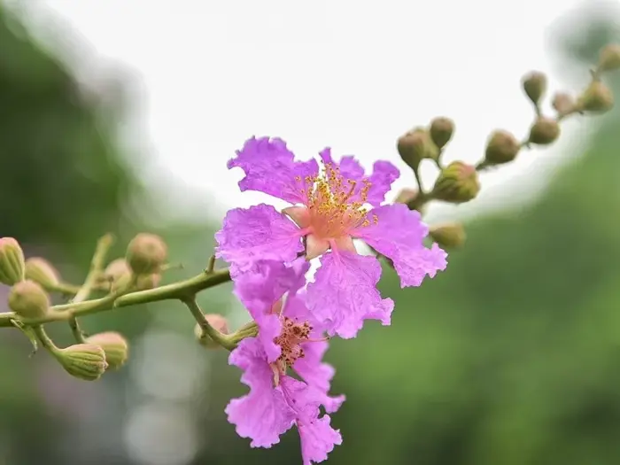Những STT hoa bằng lăng hay, ý nghĩa và lãng mạn Những STT hoa bằng lăng hay, ý nghĩa và lãng mạn