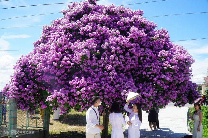Mùa hoa bằng lăng Mùa hoa bằng lăng