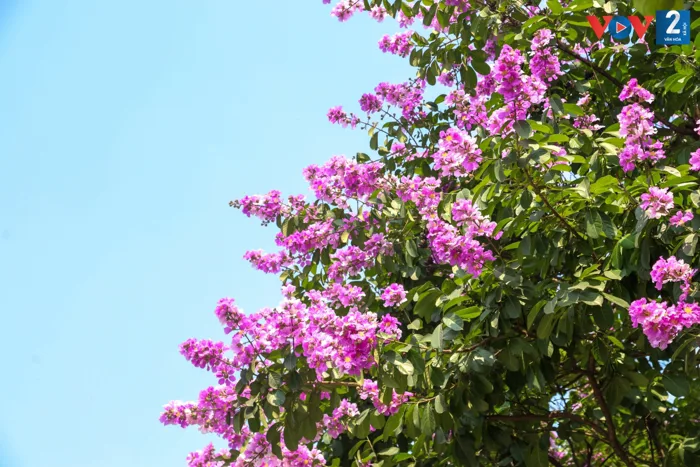 Sắc tím bằng lăng Sắc tím bằng lăng