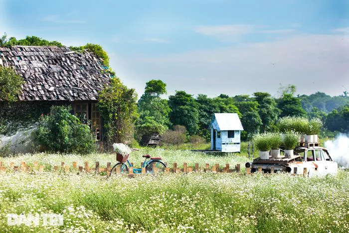 Cánh đồng cúc họa mi đầu mùa ở Hà Nội hút khách tới chụp ảnh | Báo Dân trí