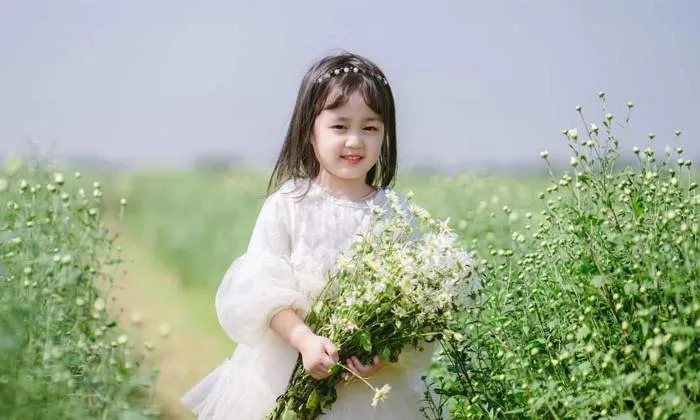Cánh đồng cúc họa mi đẹp mê hồn khiến cộng đồng mạng mê mẩn