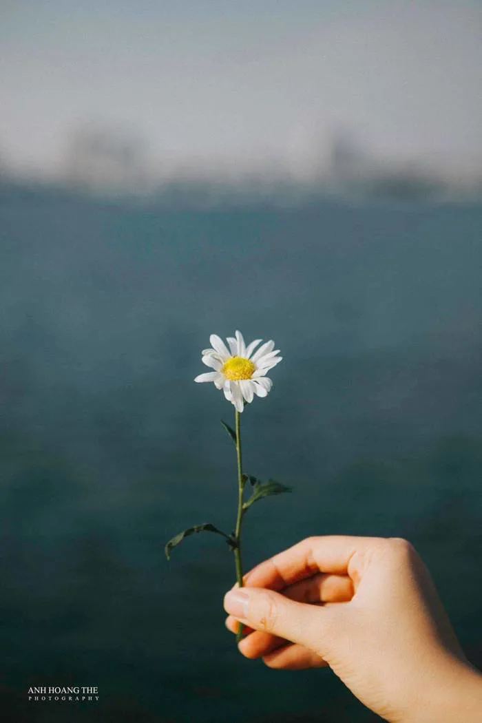 Điểm danh những vườn hoa cúc họa mi nổi tiếng ở Thủ đô