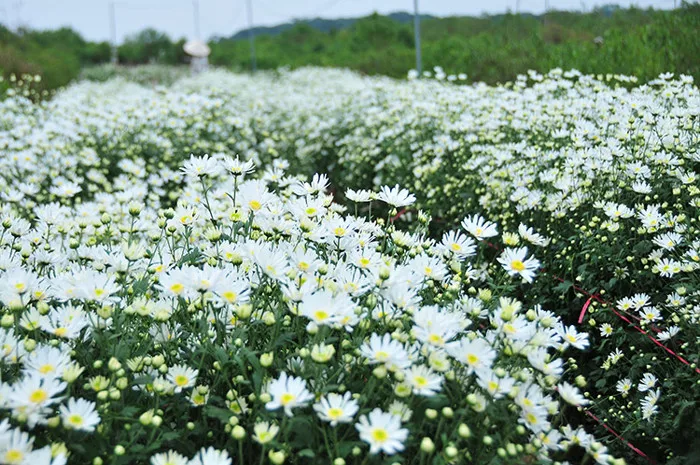 Dịu dàng mùa cúc họa mi đầu đông