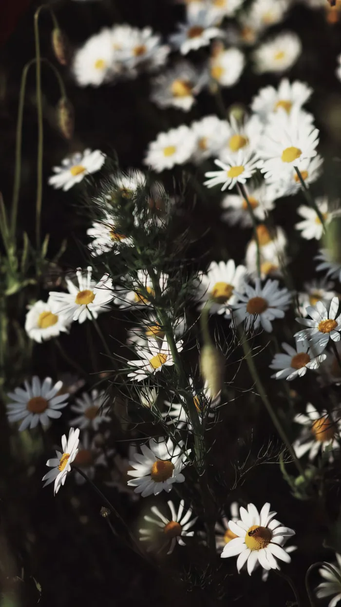 880+ Ảnh Hoa Cúc Họa Mi Buồn 🌼🍂💭, Avatar Facebook Hoa Cúc, Hình Nền Ảnh  Hoa Cúc Họa Mi