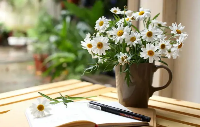Cúc họa mi: Ý nghĩa trong tình yêu, cách trồng và chăm sóc