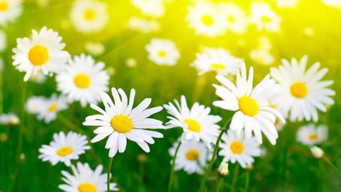 Hoa Cúc Họa Mi: Ý nghĩa biểu tượng và những dịp nên chọn tặng - FLoLi