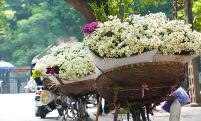 Cúc họa mi và những địa điểm check-in siêu đẹp ở Hà Nội