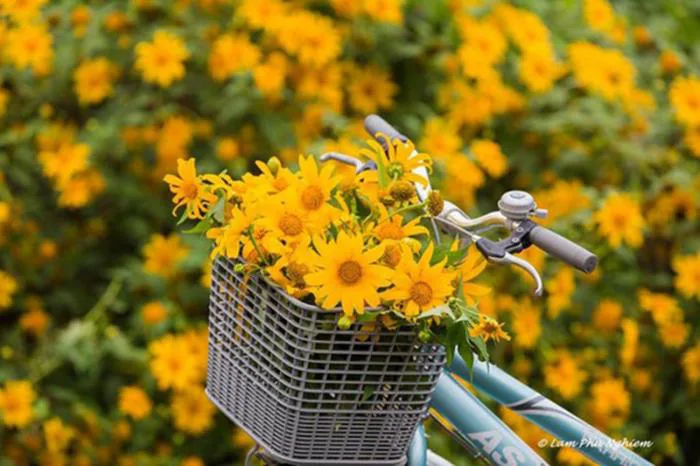 Cùng ngắm những cung đường hoa dã quỳ đẹp nhất Việt Nam