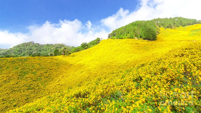 Hoa Dã Quỳ: Ý nghĩa, hình ảnh, cách trồng, chăm sóc tại nhà