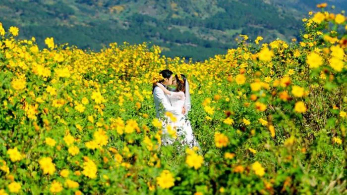 6 địa điểm chụp ảnh hoa Dã Quỳ đẹp nhất ở Đà Lạt