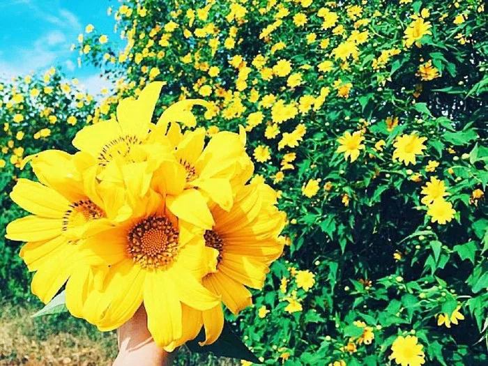 Kinh nghiệm săn hoa Dã Qùy Ba Vì Hà Nội: đường đi, lịch trình A-Z