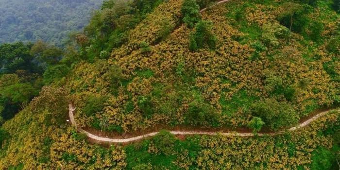Hoa dã quỳ Ba Vì nở tháng mấy? Bí kíp săn ảnh triệu like | Green SM