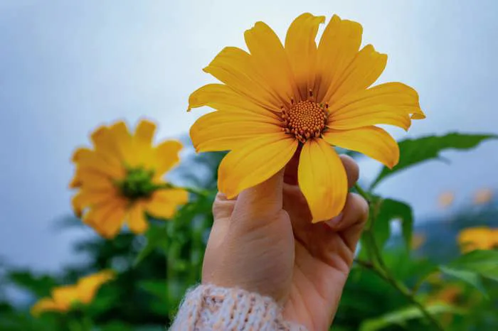 Hoa dã quỳ Ba Vì nở tháng mấy? Bí kíp săn ảnh hoa cực chất