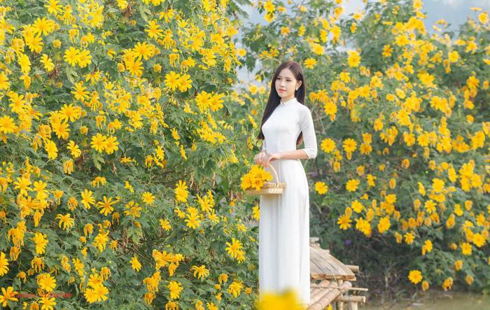 Kinh nghiệm chụp ảnh với hoa dã quỳ