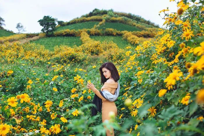 Say đắm mùa hoa dã quỳ nở vàng rực rỡ nơi phố núi mờ sương Đà Lạt