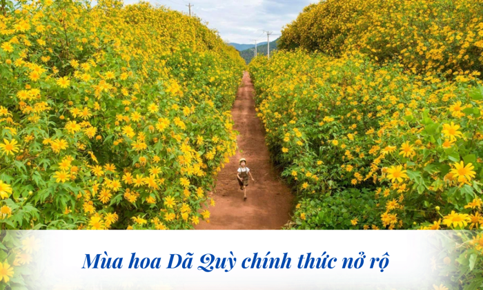 Kinh Nghiệm Săn Hoa Dã Quỳ Đà Lạt 2024: Điểm Check-in Hot Nhất Dành Cho  Giới Trẻ