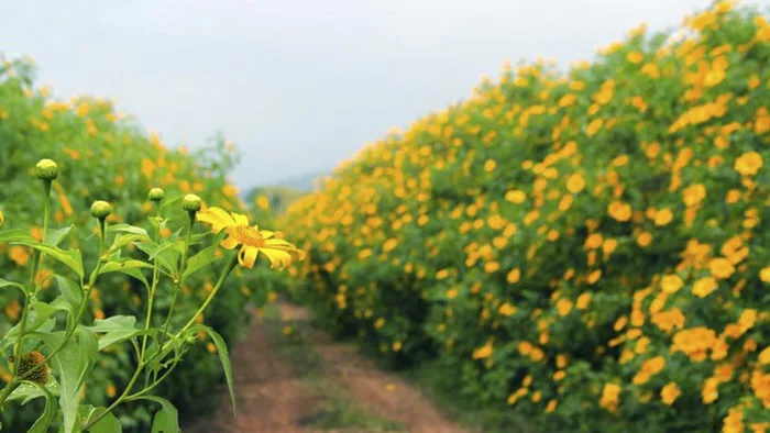 Du lịch Đà Lạt - Thưởng ngoạn sắc hoa dã quỳ vào thu